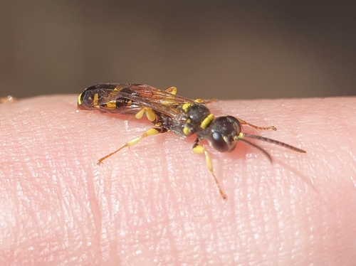 Field digger wasp