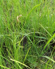 Carex praecox