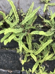 Asplenium trichomanes