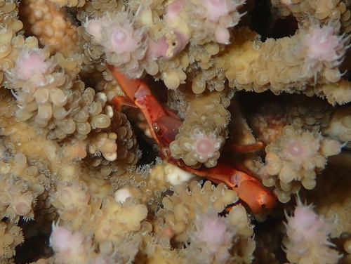 Trapezia cymodoce observed 2026-09-08