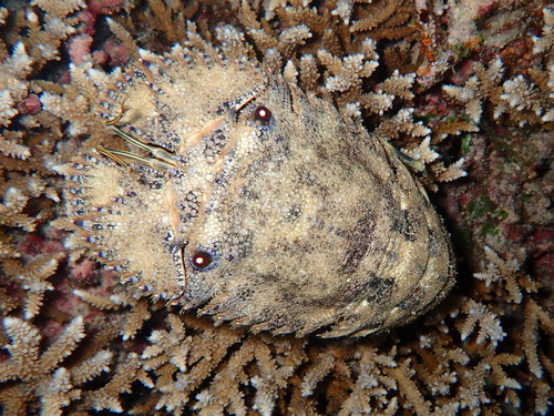 Parribacus antarcticus observed 2026-09-09