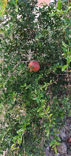 pomegranate