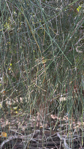 Casuarina glauca observed 2026-10-03
