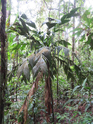 Arrowgras Shadowplant (Geonoma triglochin)