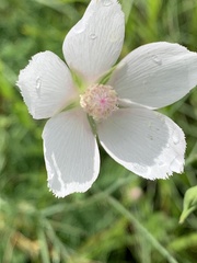 Callirhoe alcaeoides