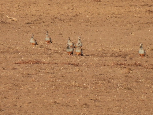 Red-legged Partridge