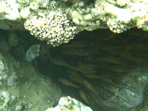 Ostorhinchus cyanosoma observed 2026-10-03