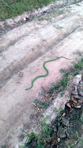 Crown Ground Snake