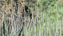 Acrocephalus scirpaceus