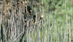 Acrocephalus scirpaceus