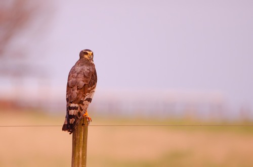 Long-winged Harrier
