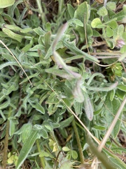 Agoseris apargioides