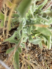Agoseris apargioides