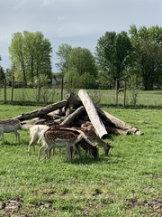 Dama