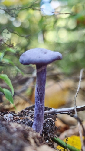 Amethyst Deceiver