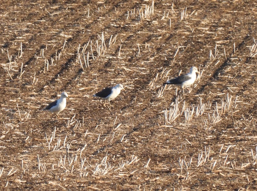 Lesser Black-backed Gull