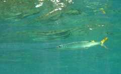 Hemiramphus brasiliensis