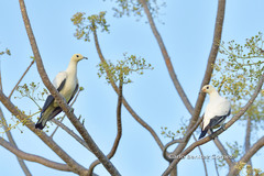 Ducula bicolor