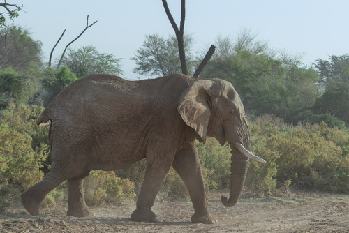 African Savanna Elephant