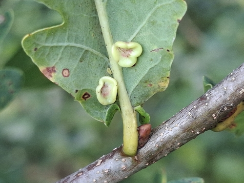 Smooth Spangle Gall Wasp
