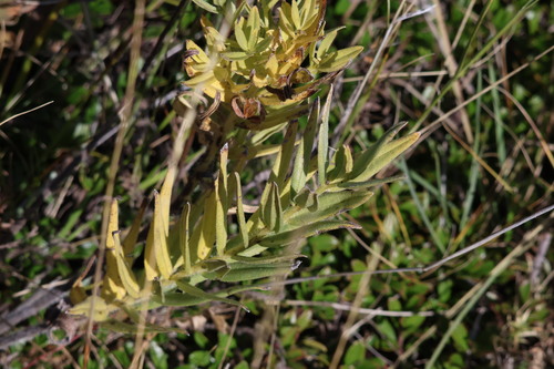 Lithospermum ruderale observed 2026-09-19