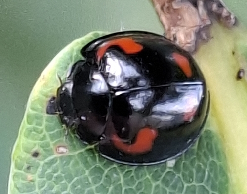 Pine Ladybird