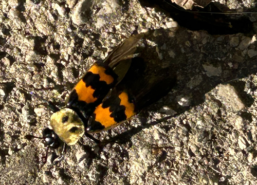 Tomentose Burying Beetle