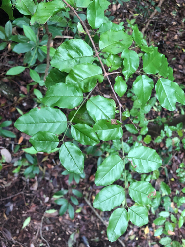 Black Ironwood, photographed near here