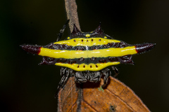 Gasteracantha diadesmia