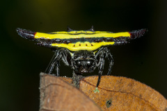 Gasteracantha diadesmia