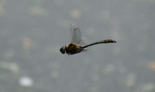 Downy Emerald photo 3