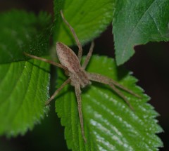 Dolomedes sulfureus
