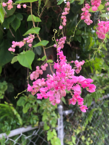 Coral Vine, photographed near here