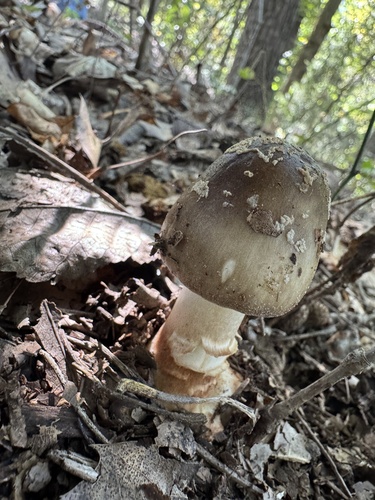 Brown American Star-footed Amanita