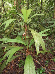 Geonoma stricta