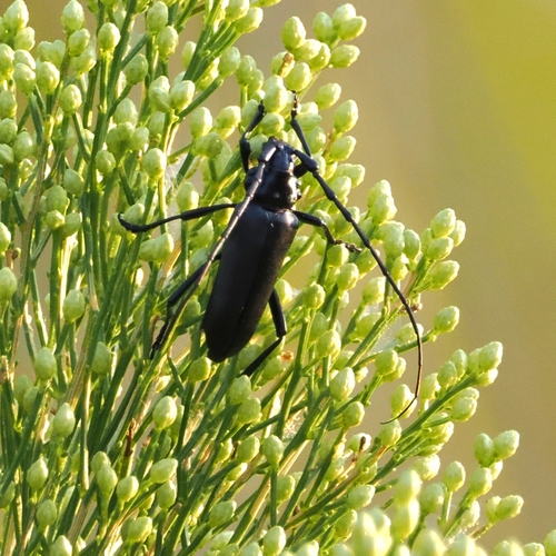 Solitary Black Bycid