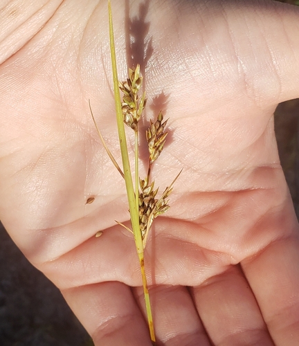 Cyperus schweinitzii observed 2026-10-03