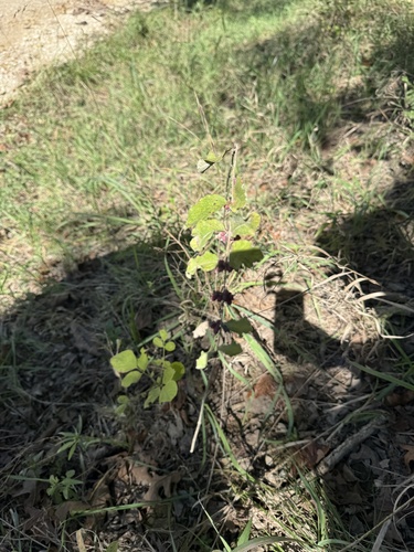 coralberry