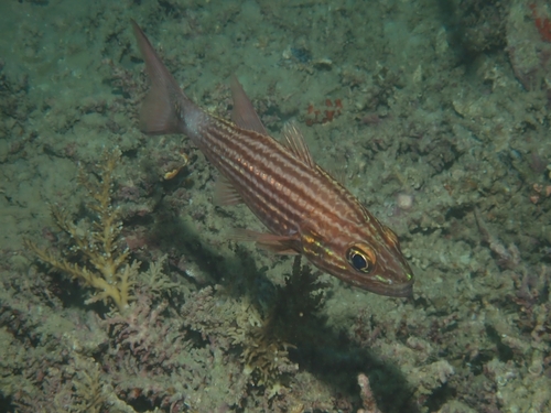 Cheilodipterus macrodon observed 2026-10-01