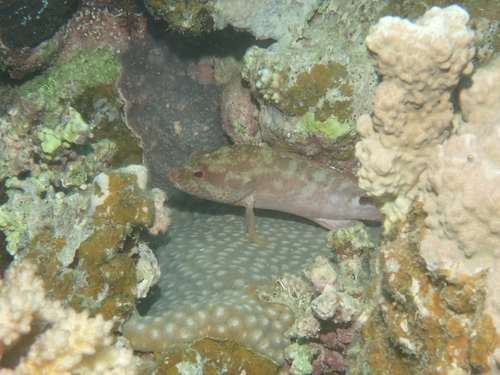 Cephalopholis leopardus observed 2026-10-01