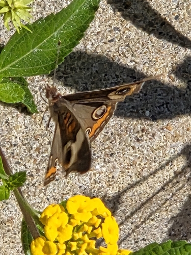 Common Buckeye