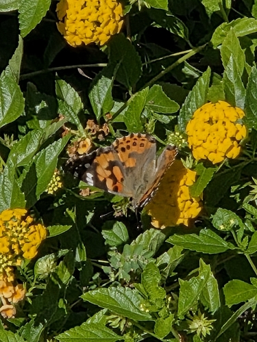 Painted Lady