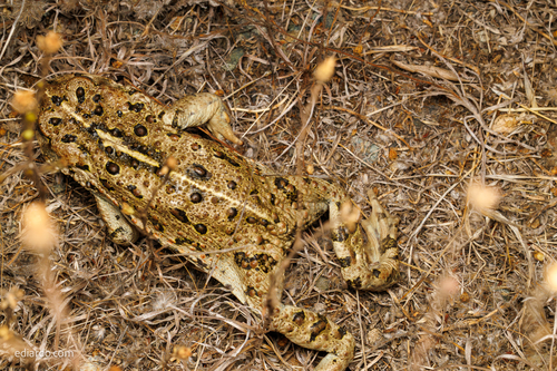 Western Toad seen in Sonoma Valley
