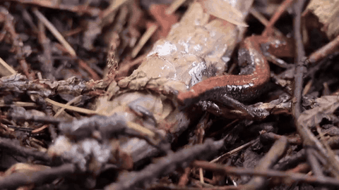 Eastern Red-backed Salamander, photo 10 of 10