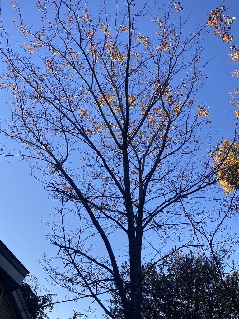 A linden that has dropped most of its leaves, a few yellow ones left on bare branches against a blue sky.