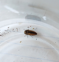 Acmaeodera flavolineata cypricola