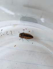 Acmaeodera flavolineata cypricola