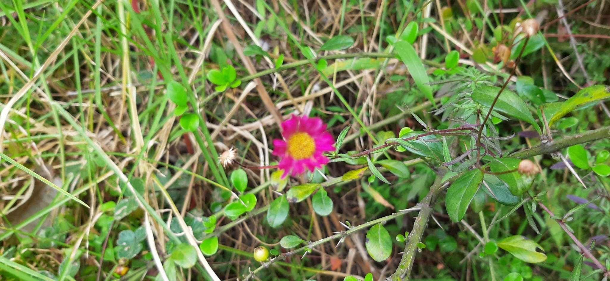 Zinnia elegans image