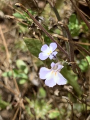 Downingia ornatissima