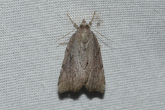 Cutina albopunctella